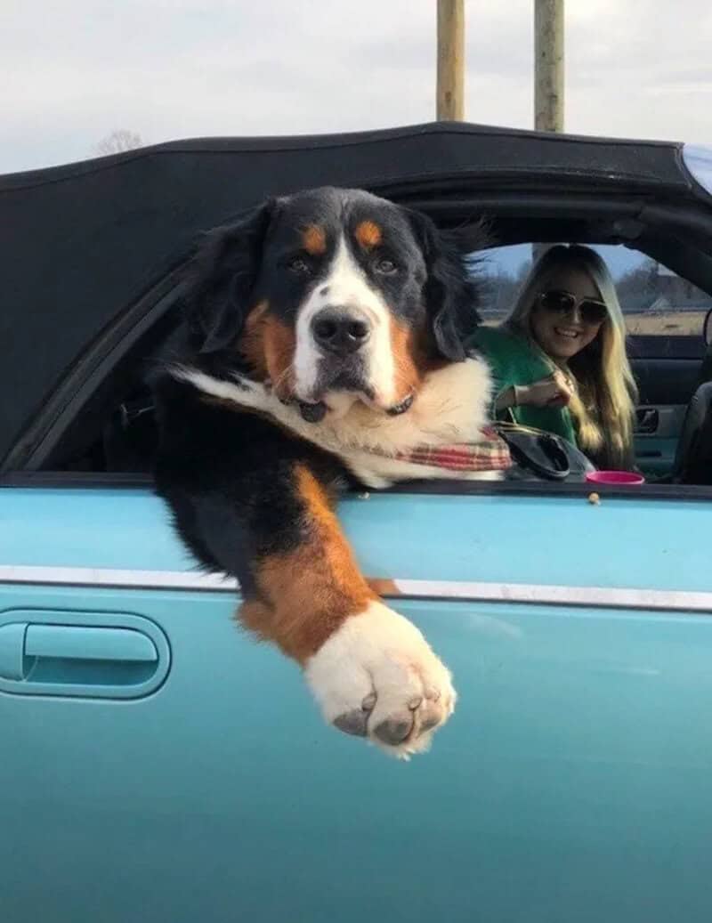 Dog with paw hanging out of car window, woman in sunglasses in background.