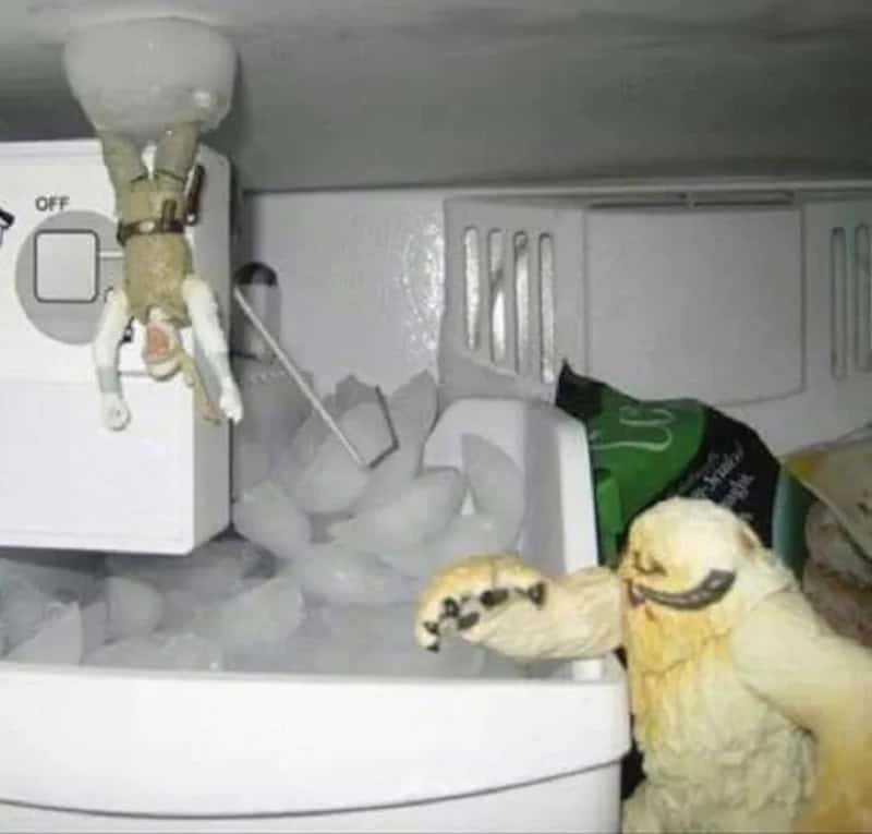 Dog and bird with ice in freezer, dog wearing sunglasses, bird with a smile.