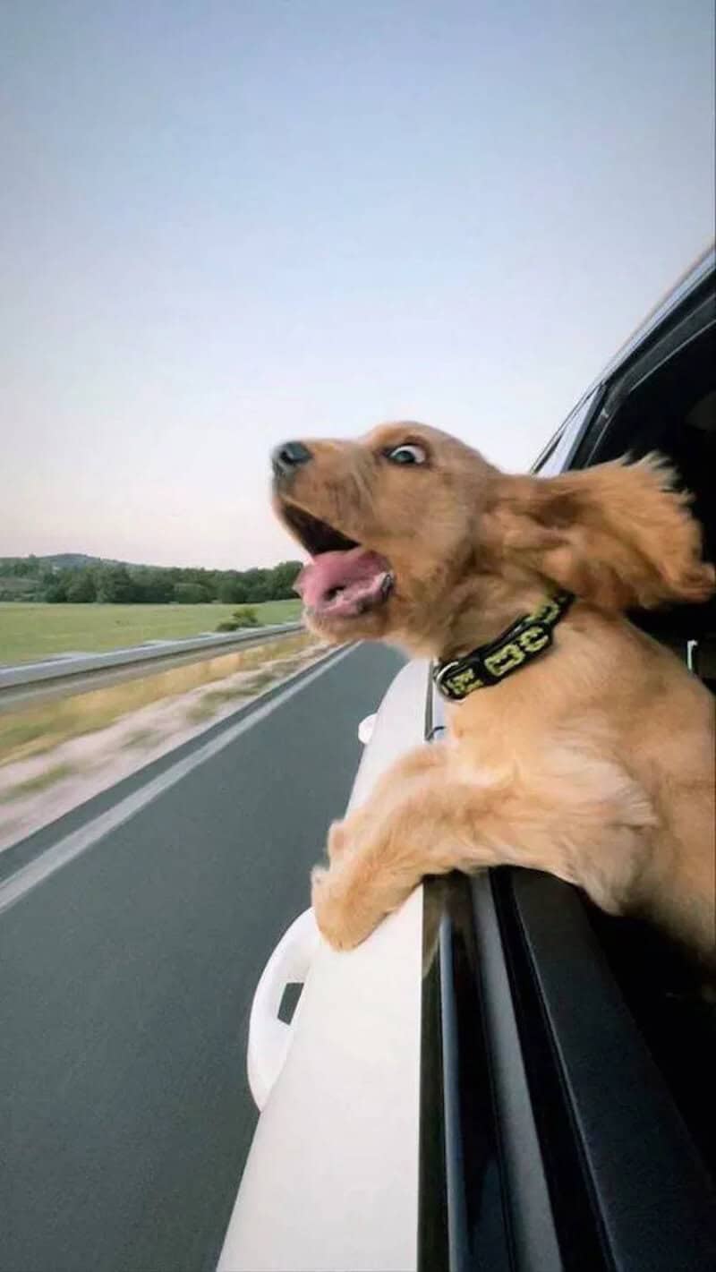Dog with head out of car window enjoying the wind, funny picture.