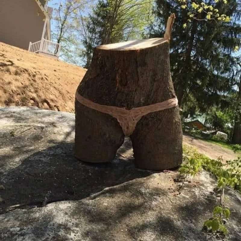 Tree stump with underwear tied around it, resembling a person's lower body.