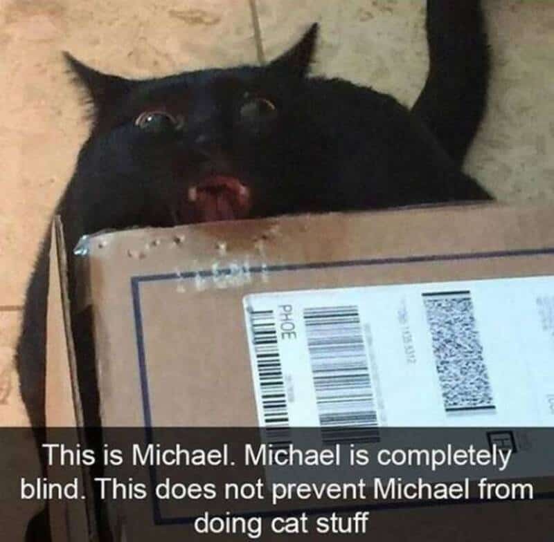 Black cat with wide eyes and open mouth behind a cardboard box.