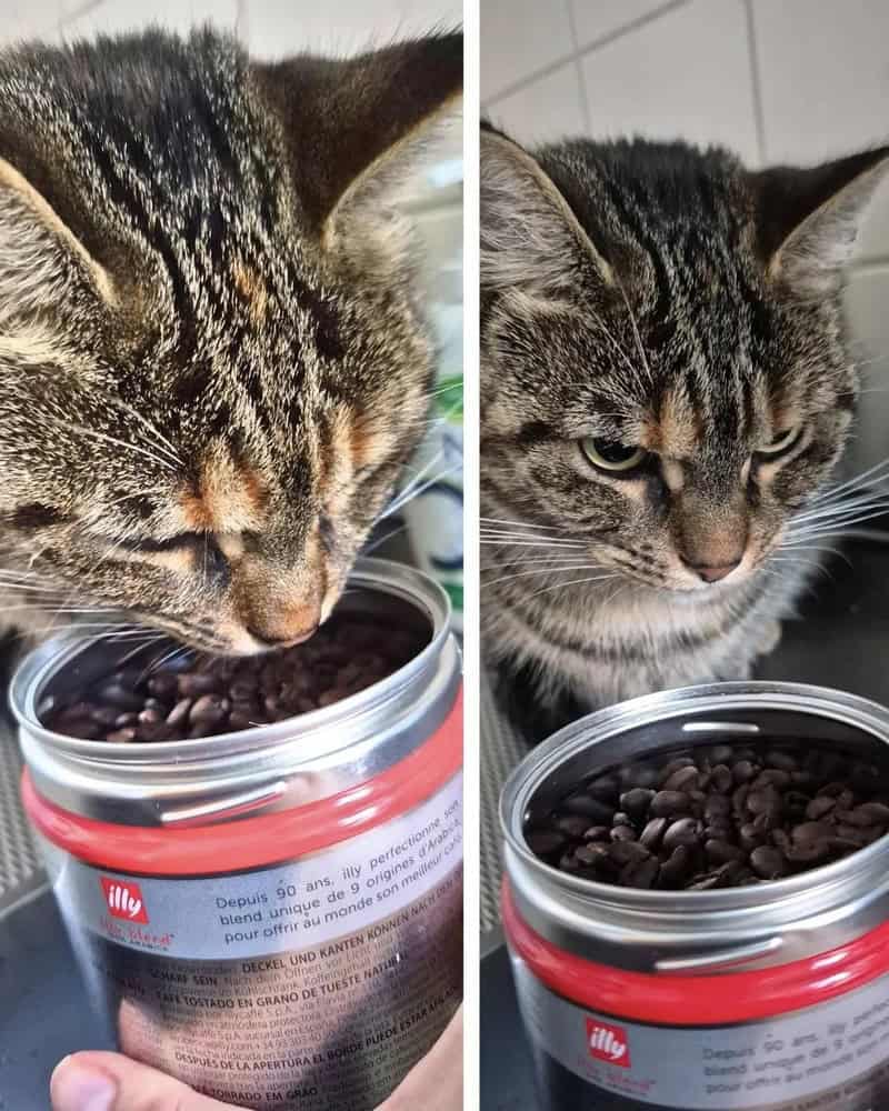 Two cats eating from a jar of coffee beans, one on each side.