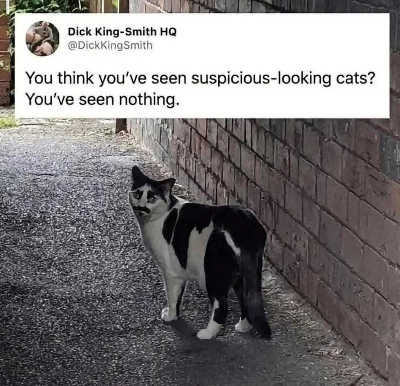 A black and white cat standing on a sidewalk next to a brick wall with a humorous tweet overlay.