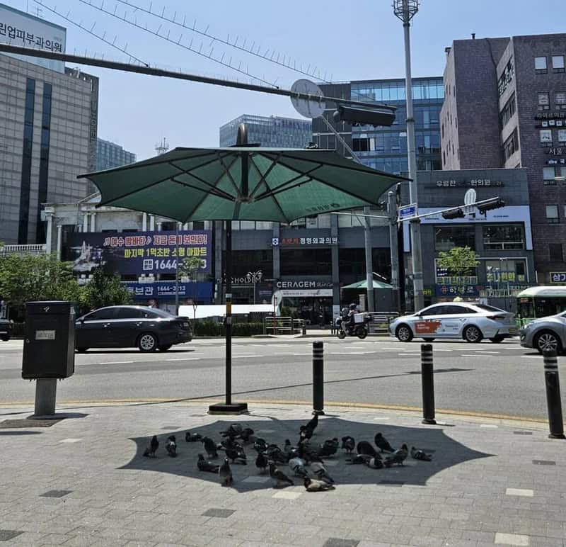 Pigeons gathered under a large green umbrella on a city sidewalk.
