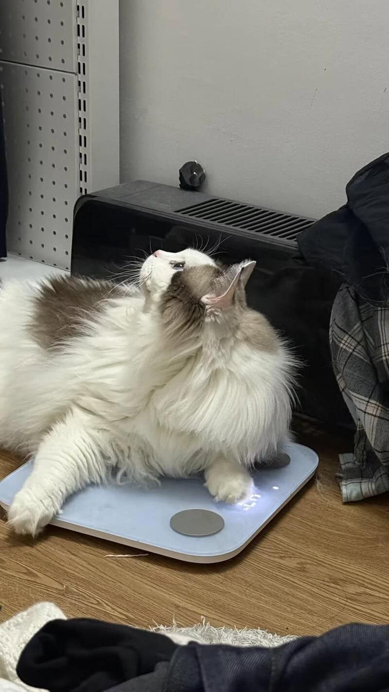 Cat lying on a scale with a small black object on the wall behind it.