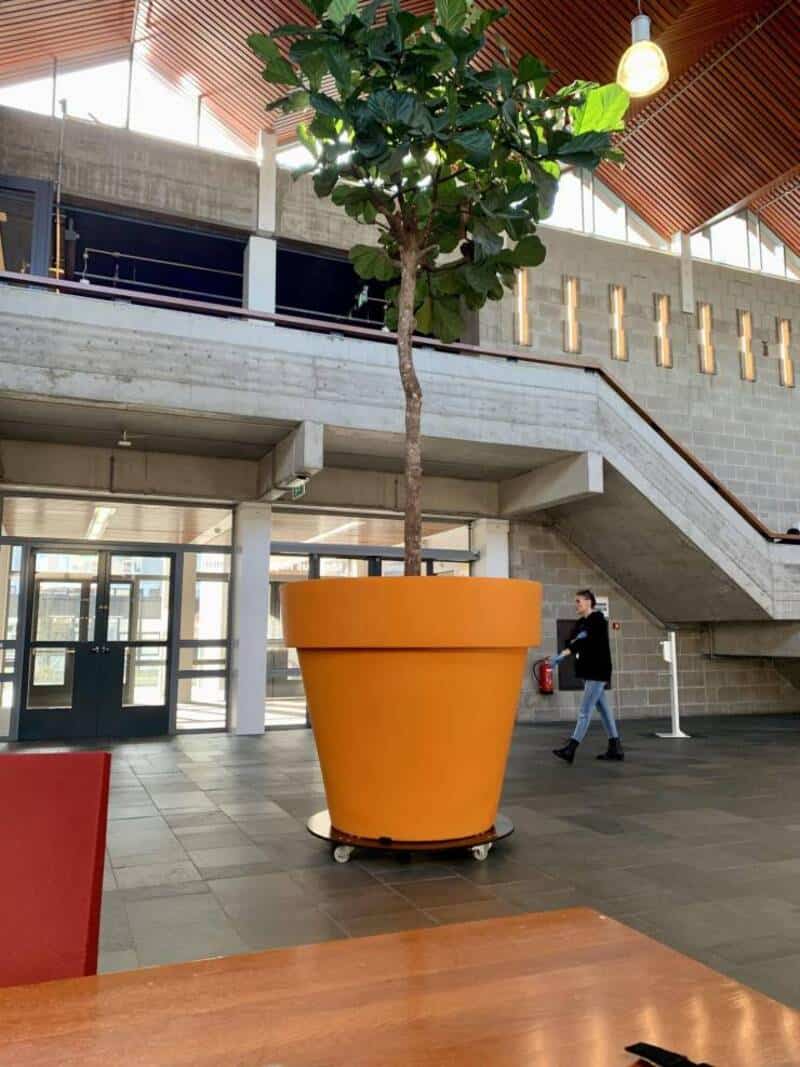 Large potted tree inside a modern building with concrete walls and stairs.