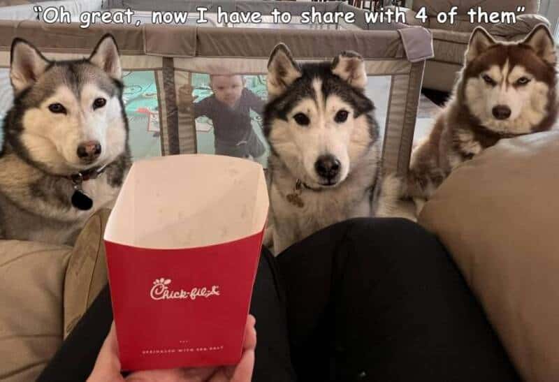 Three huskies looking at a person holding a Chick-fil-A fries container.