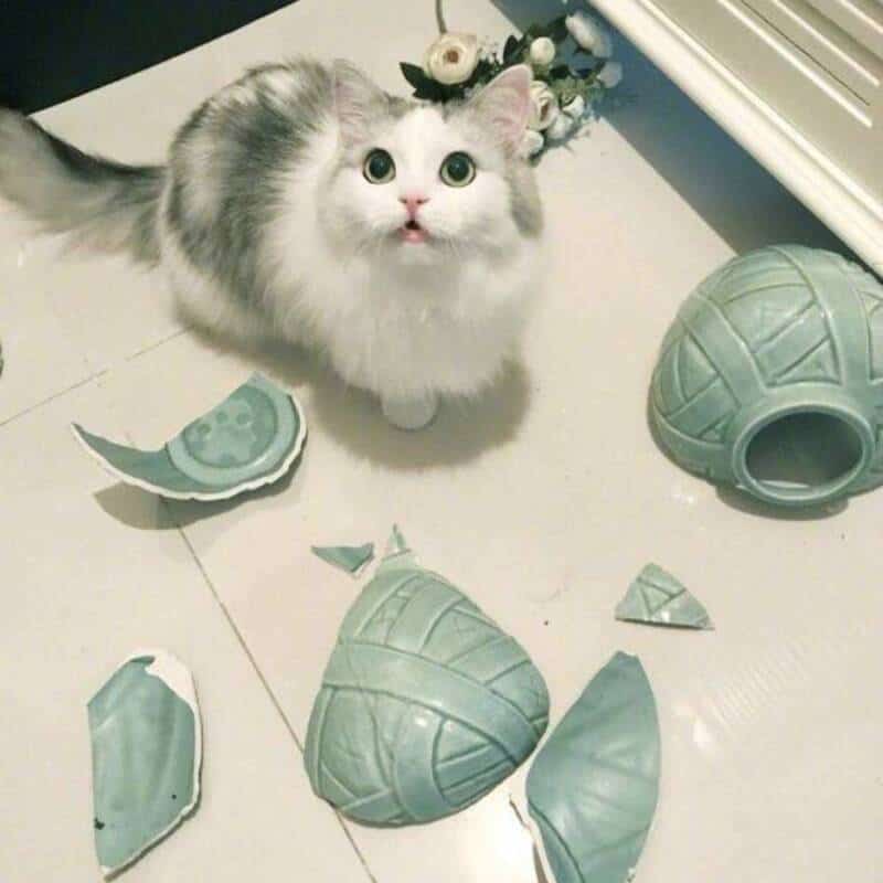 Cute fluffy cat with wide eyes looking up, surrounded by broken ceramic turtle pieces.