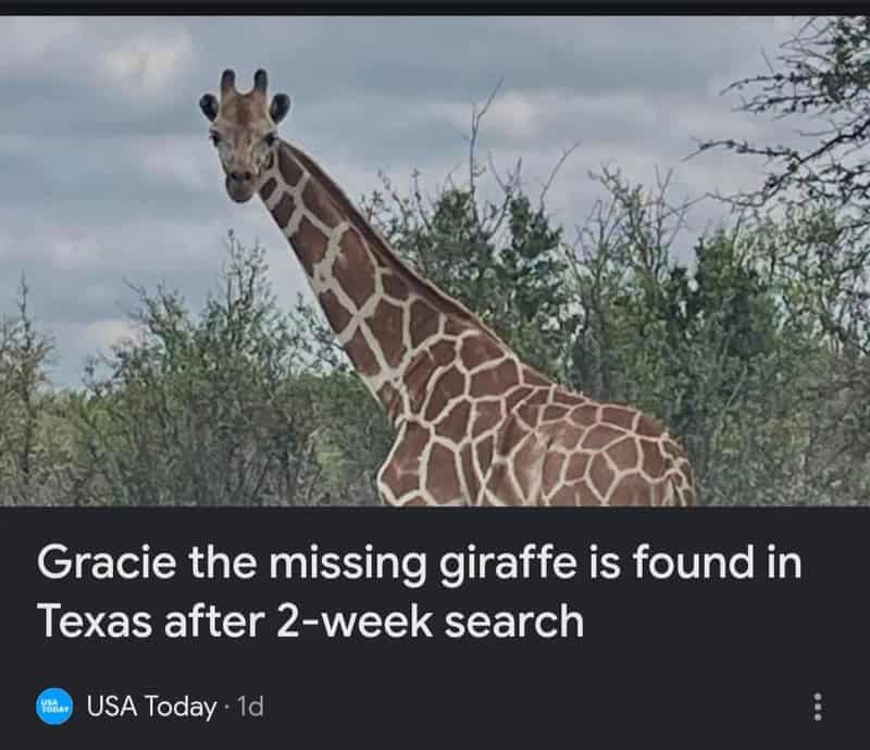 Giraffe in natural habitat with headline about missing giraffe found in Texas.