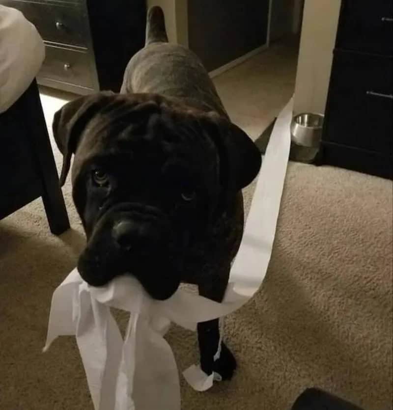 Adorable black and brindle puppy with a white ribbon around its neck in a cozy room.