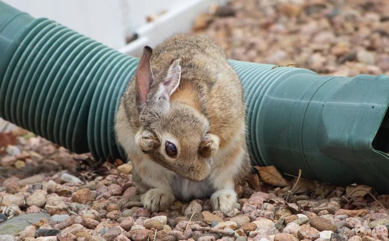 Bunny sitting on rocks next to a green drainage pipe.
