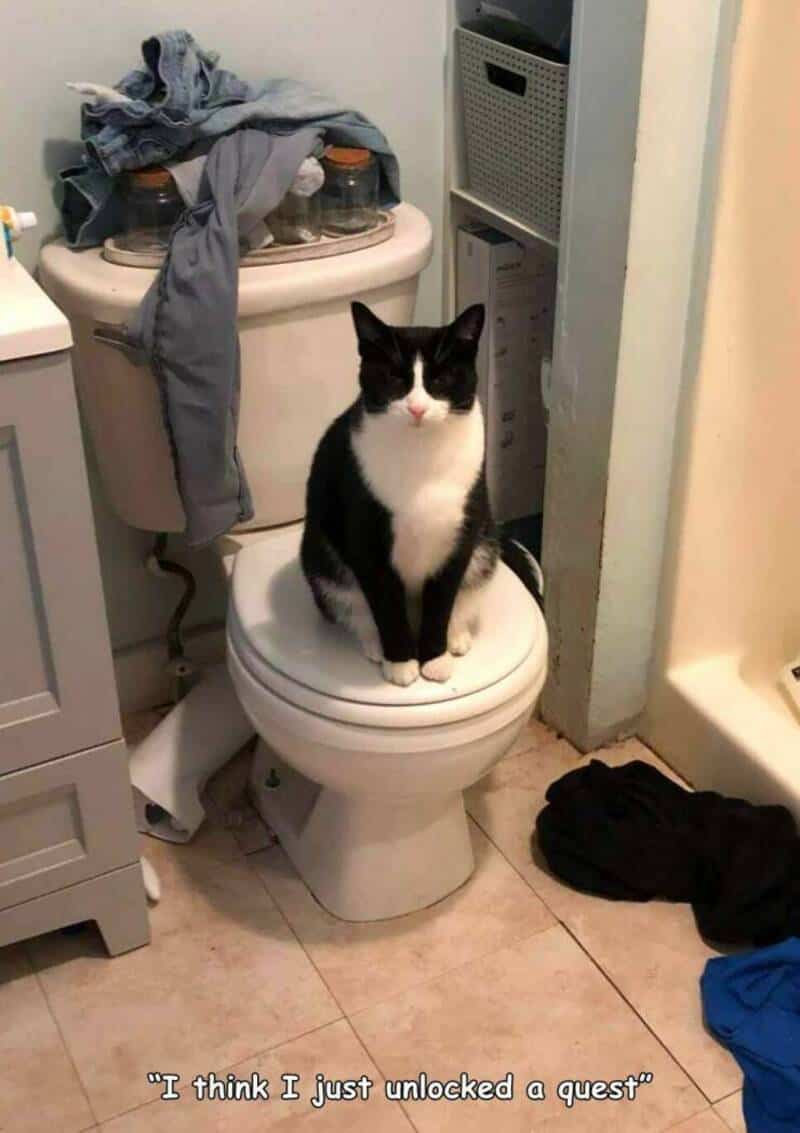 A cat sitting on a closed toilet lid in a bathroom with laundry and clothing around.