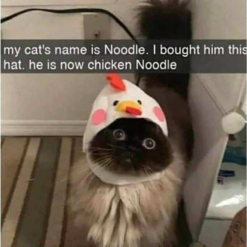 My cat wearing a chicken hat with text overlay.