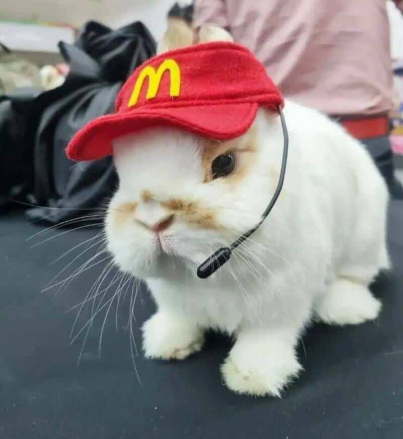 McDonald's hat on a cute white rabbit with a headset.