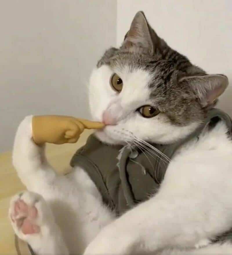 Cat with a finger toy on its nose, wearing a gray vest.