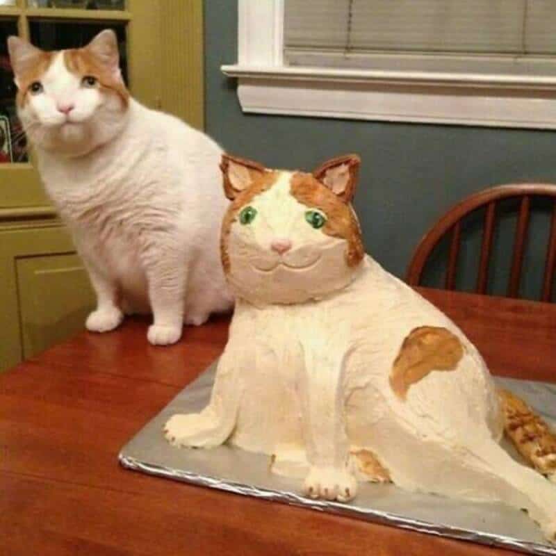 A1: Cat sitting next to a cat-shaped cake on a wooden table.