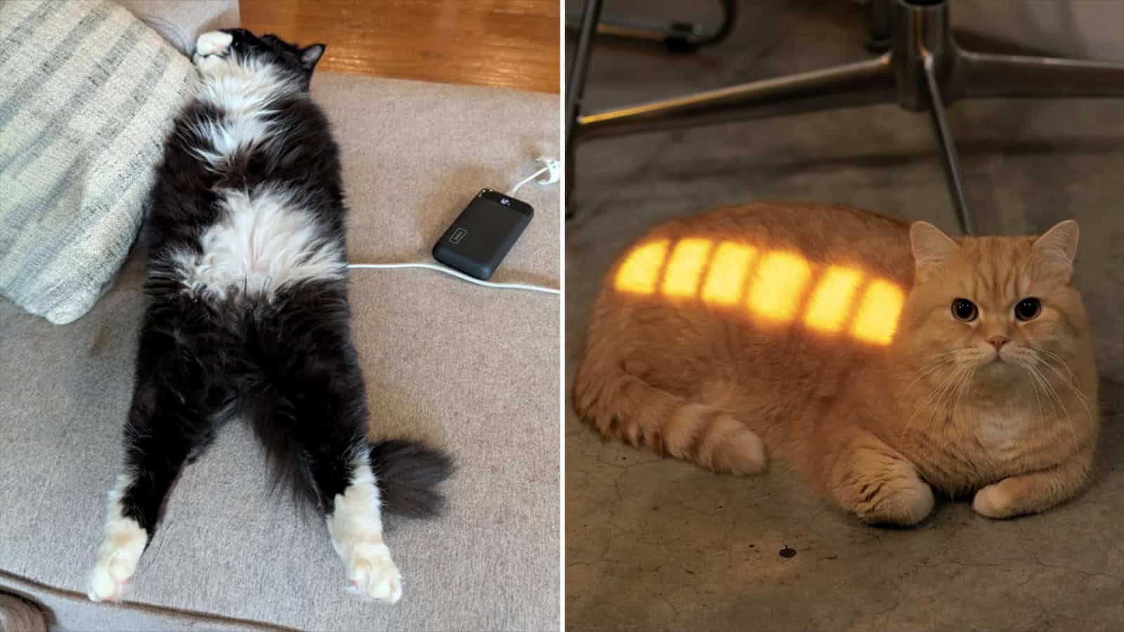 Black and white cat lying on its back with a power bank nearby.