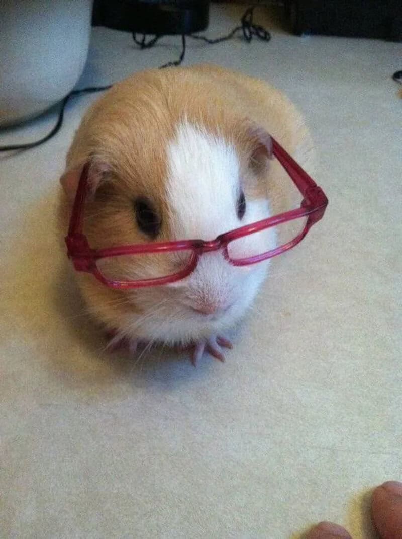 A cute guinea pig wearing red glasses on a beige surface.