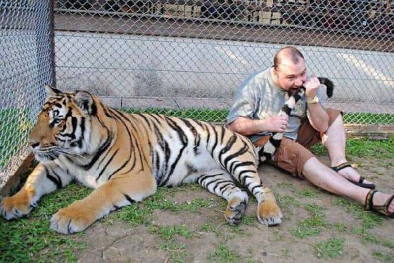 Tiger lying on the ground next to a man holding a small black and white animal, both sitting on gras.