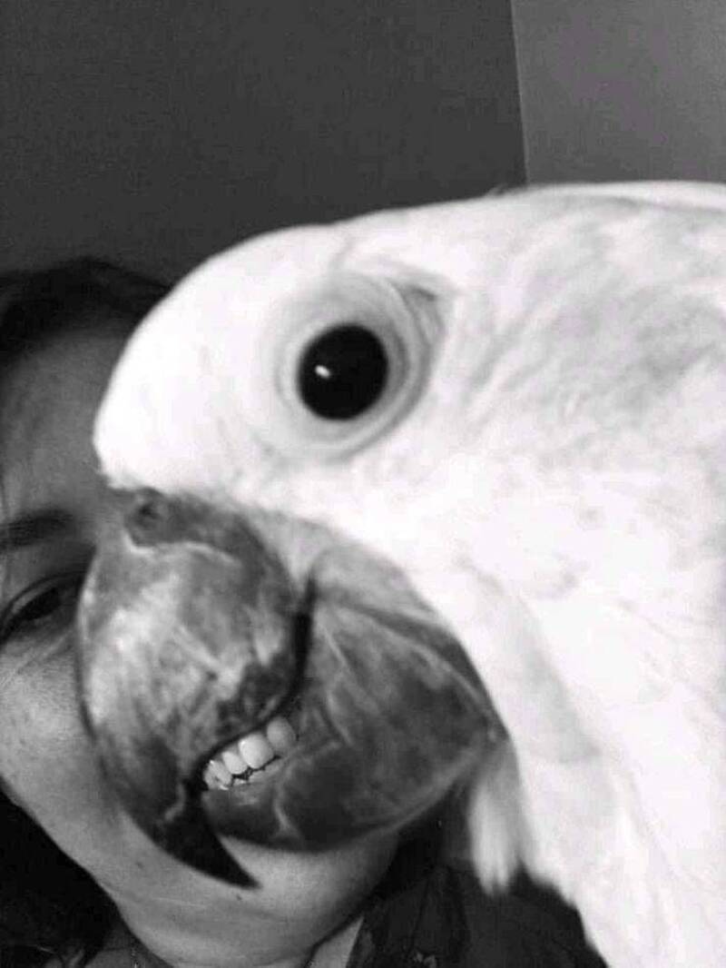 A woman and a white bird with a large beak face each other closely.