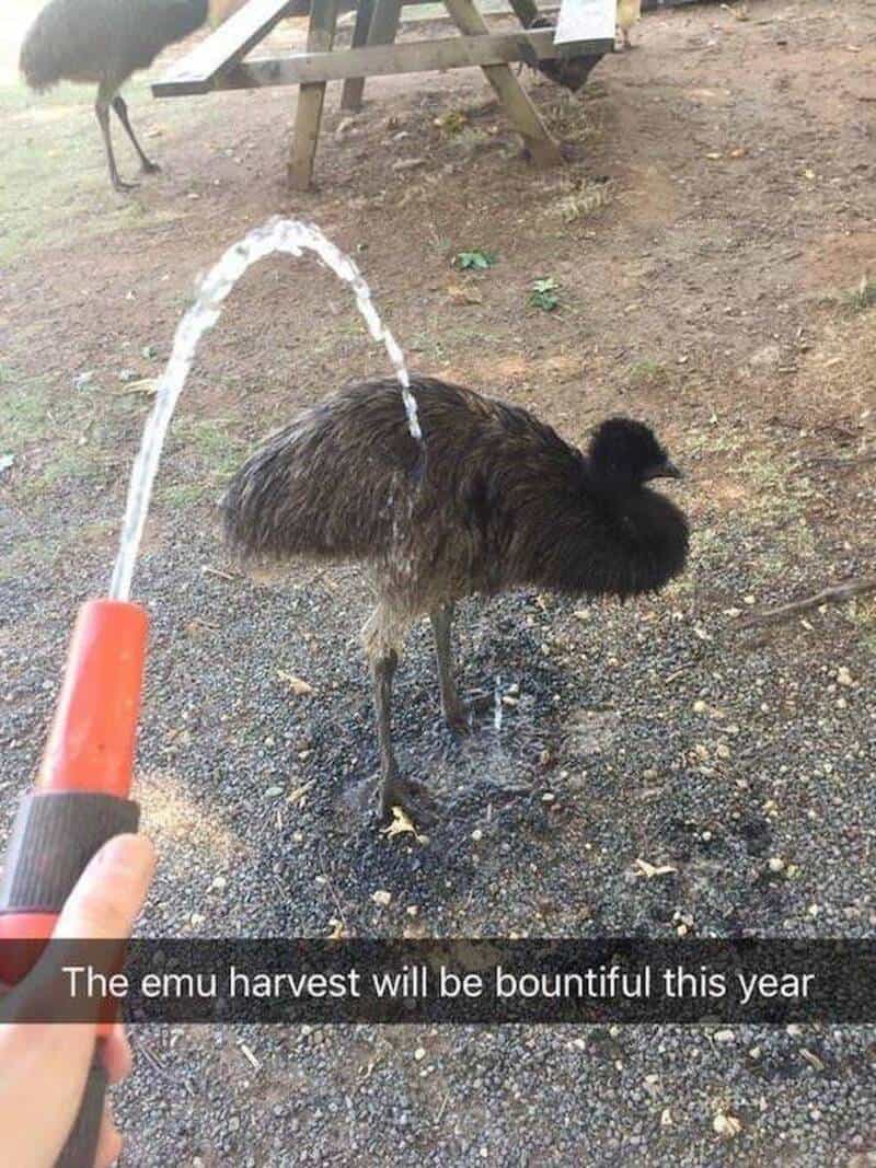 Emu being sprayed with water, caption about bountiful harvest this year.