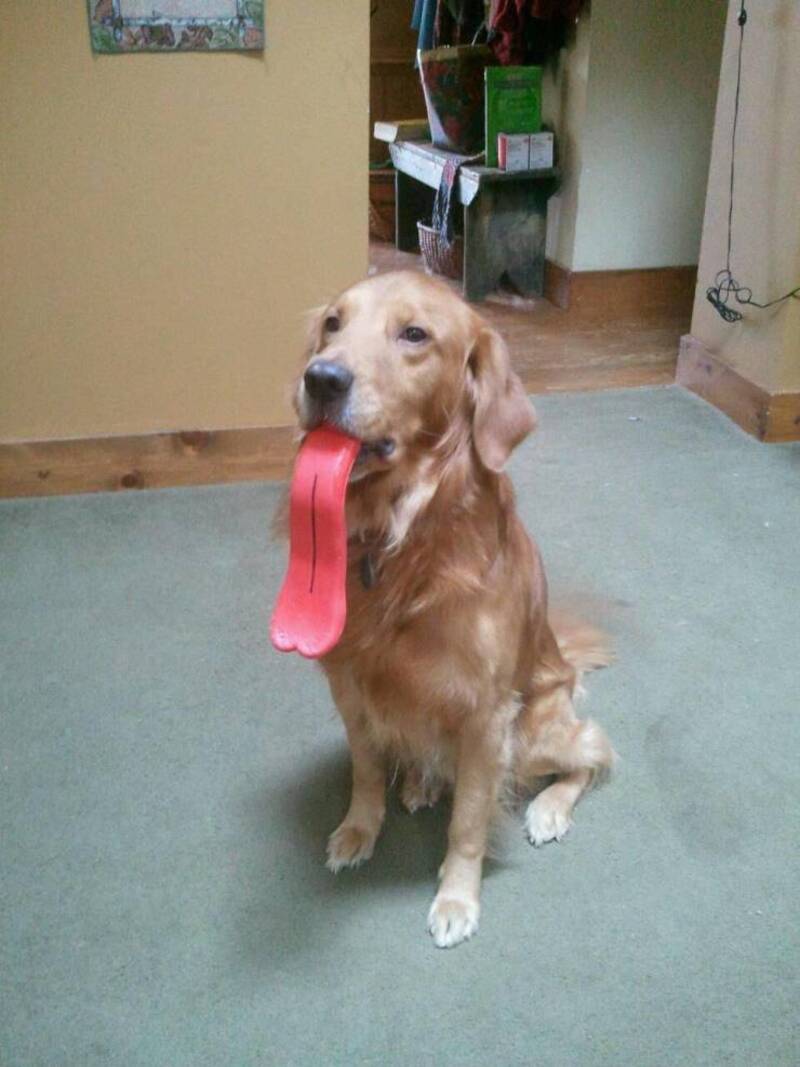 Golden retriever with tongue hanging out sitting indoors.