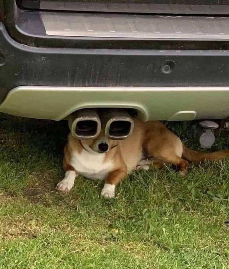 Dog lying under a car with exhaust pipes, looking at the camera.