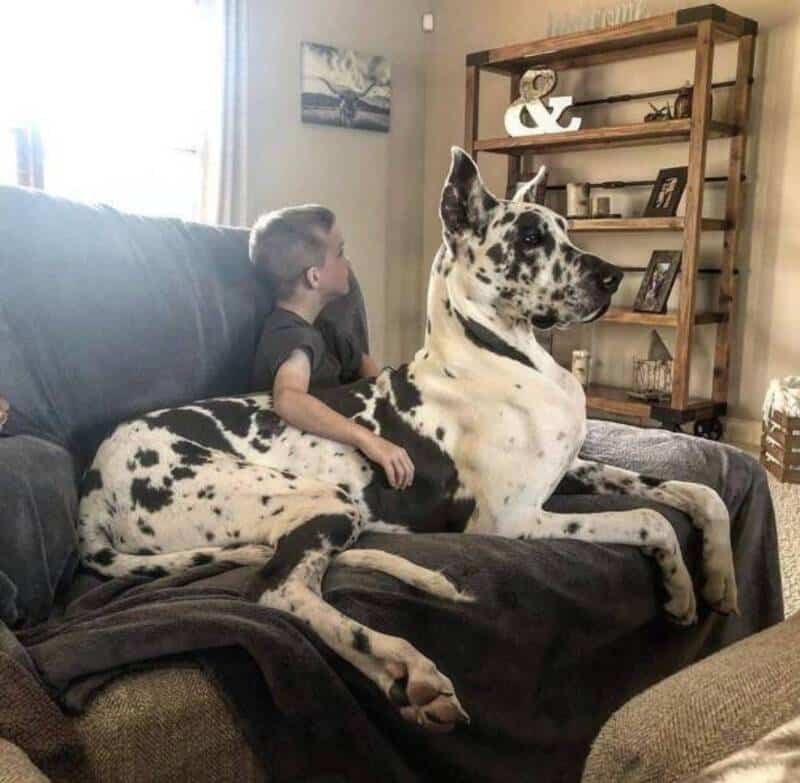 Boy and Great Dane dog sitting on a couch in a living room.