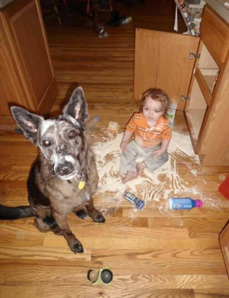 Child and dog sitting on spilled cereal and milk on wooden floor in kitchen.