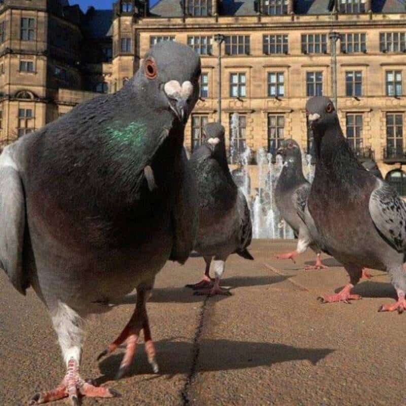 Pigeons gathered in front of a historic building with fountains in the background.