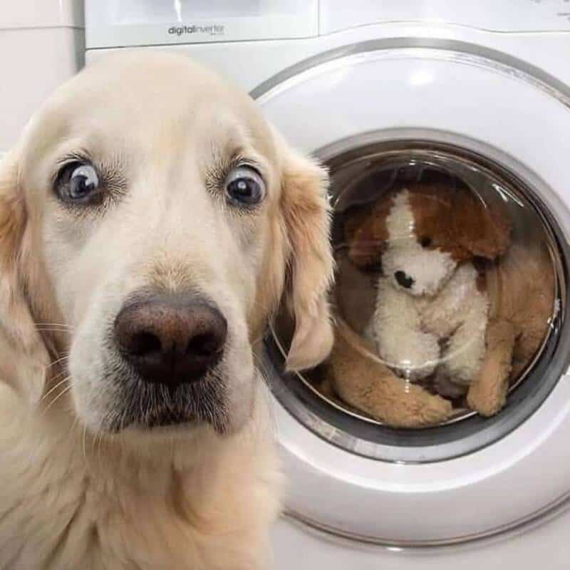 Labrador Retriever puppy looking at the camera with a washing machine containing a stuffed dog toy i.