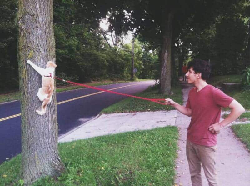 A dog on a leash being held by a young man on a sidewalk next to a tree.