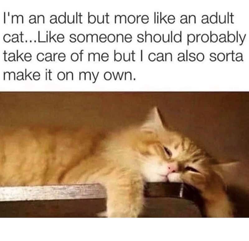 I'm an adult but more like an adult cat...Like someone should probably take care of me but I canalso.