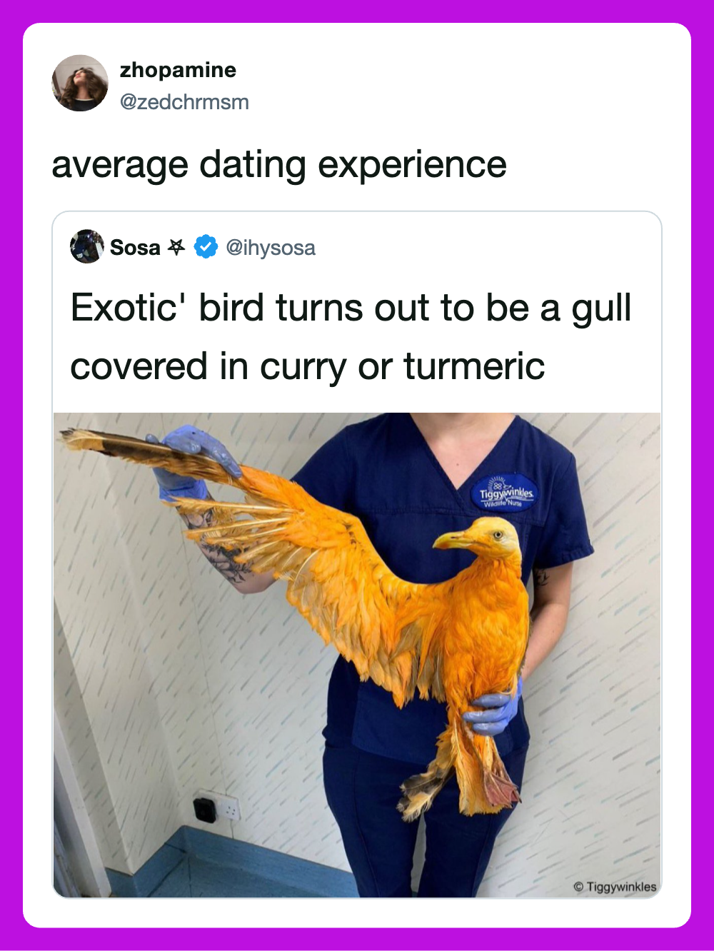 Exotic bird turns out to be a gull covered in curry or turmeric.
