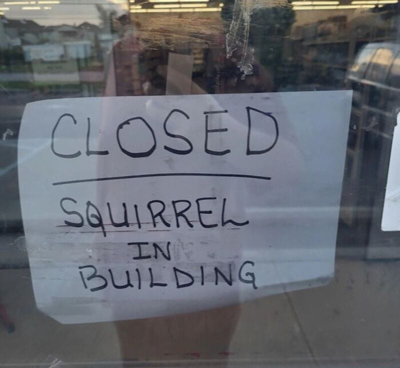 CLOSED SQUIRREL IN BUILDING.