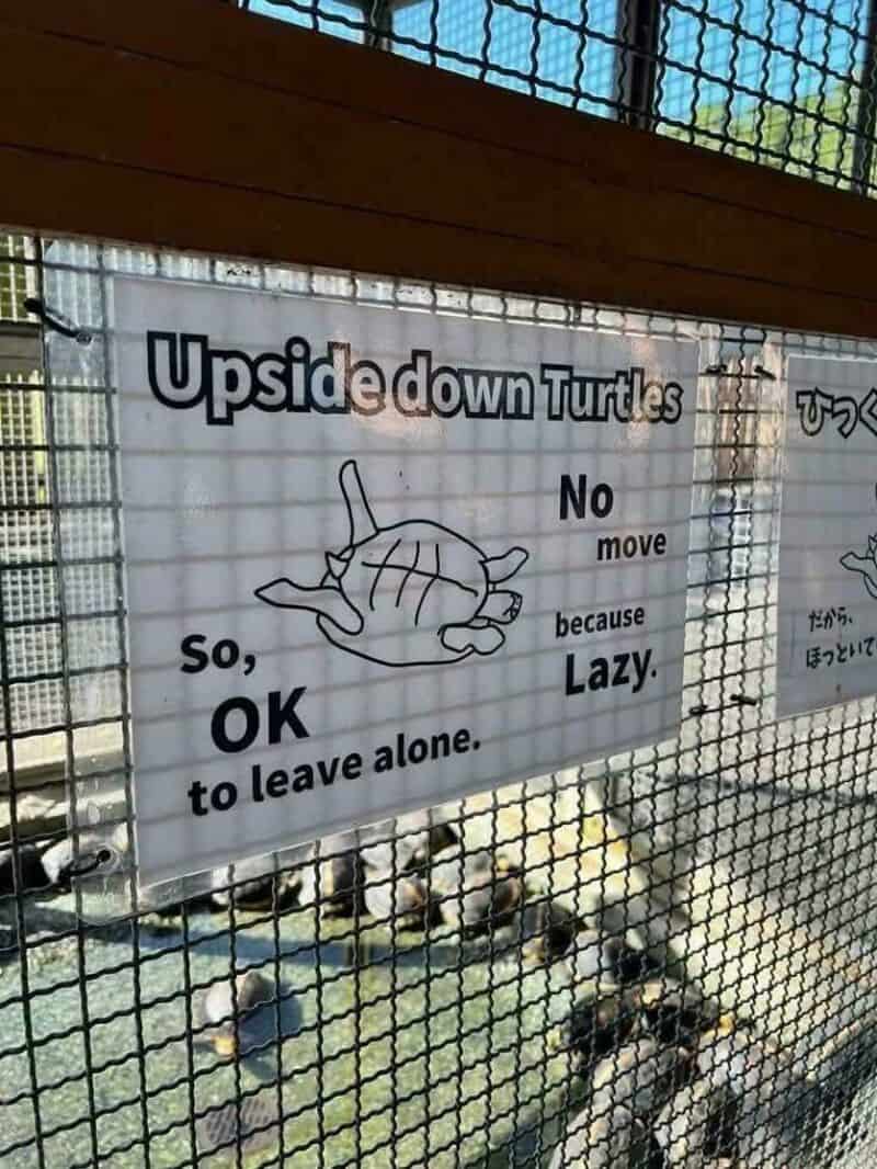 Upside down turtles sign with a drawing of a turtle and text about their movement and laziness.