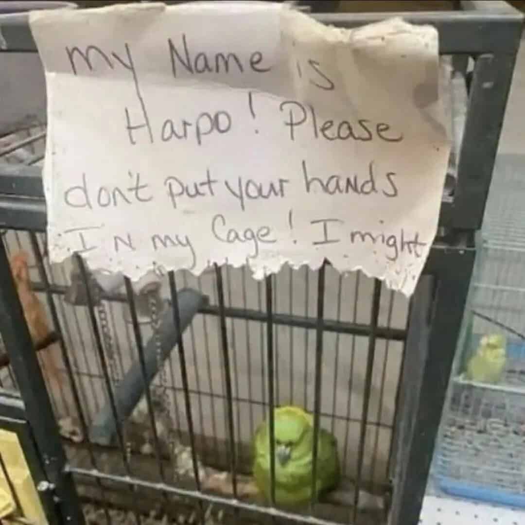 'My Name is Harpo! Please don't put your hands in my cage! I might bite.'.