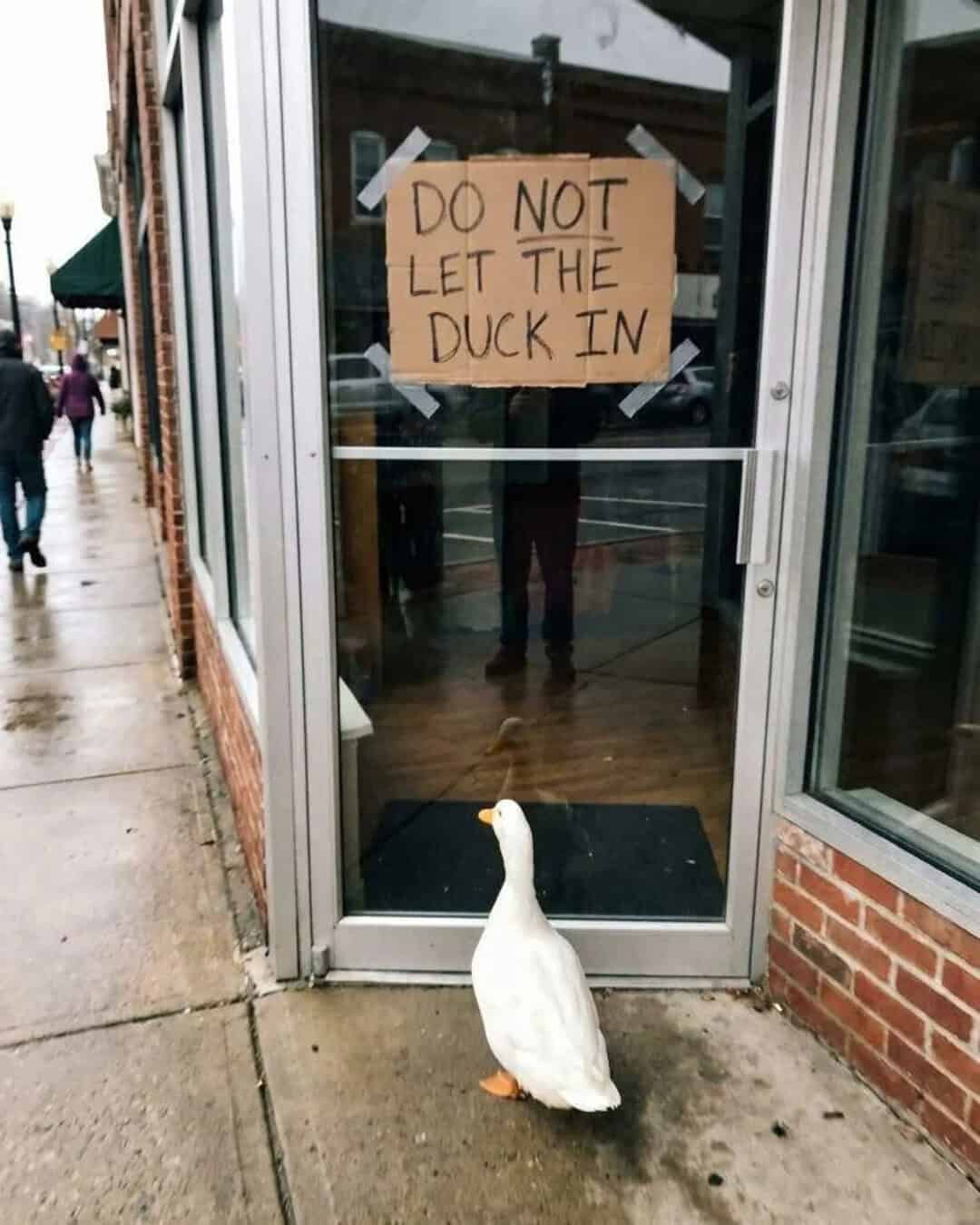 Sign says 'DO NOT LET THE DUCK IN' with a duck outside the door.