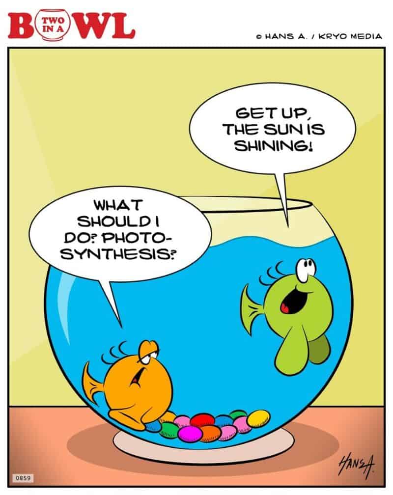 Fish and goldfish in a bowl, fish asks about photosynthesis, goldfish says get up, sun shining.