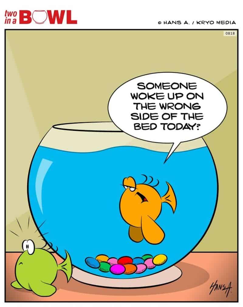 Fish in a bowl with a speech bubble saying, 'Someone woke up on the wrong side of the bed today?.