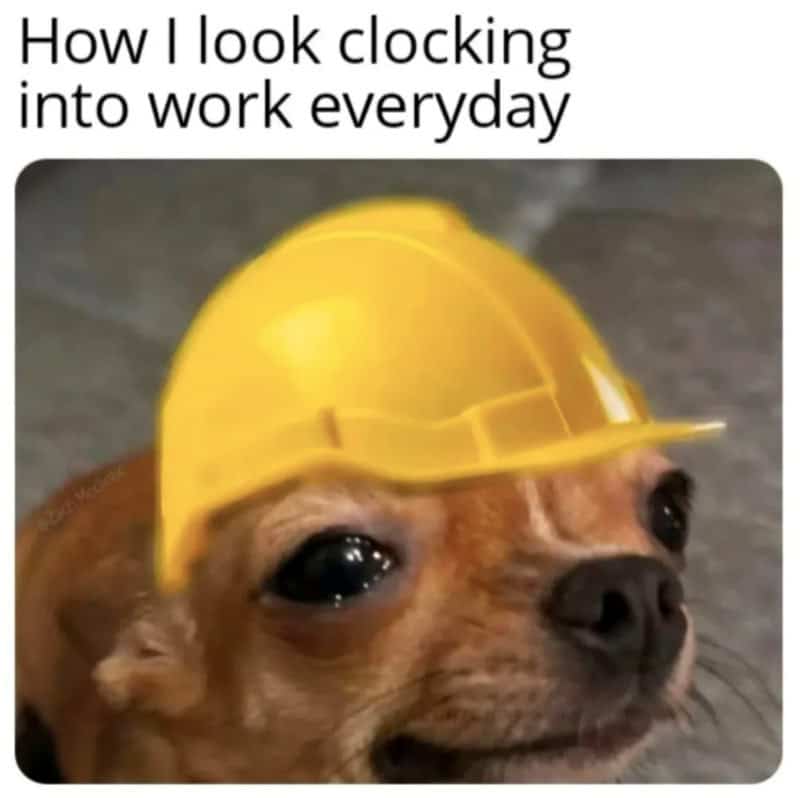 Dog wearing a yellow construction helmet with the text 'How I look clocking into work everyday'.