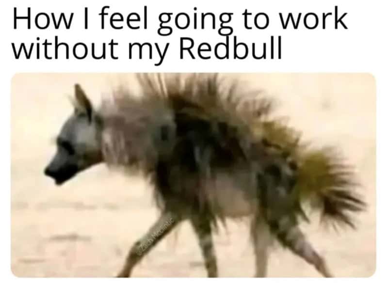 How I feel going to work without my Redbull with a dog with a lion's mane.