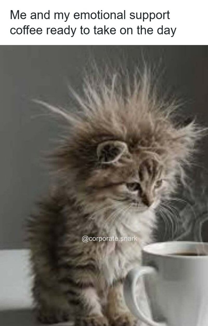Emotional support cat with coffee, caption about taking on the day.