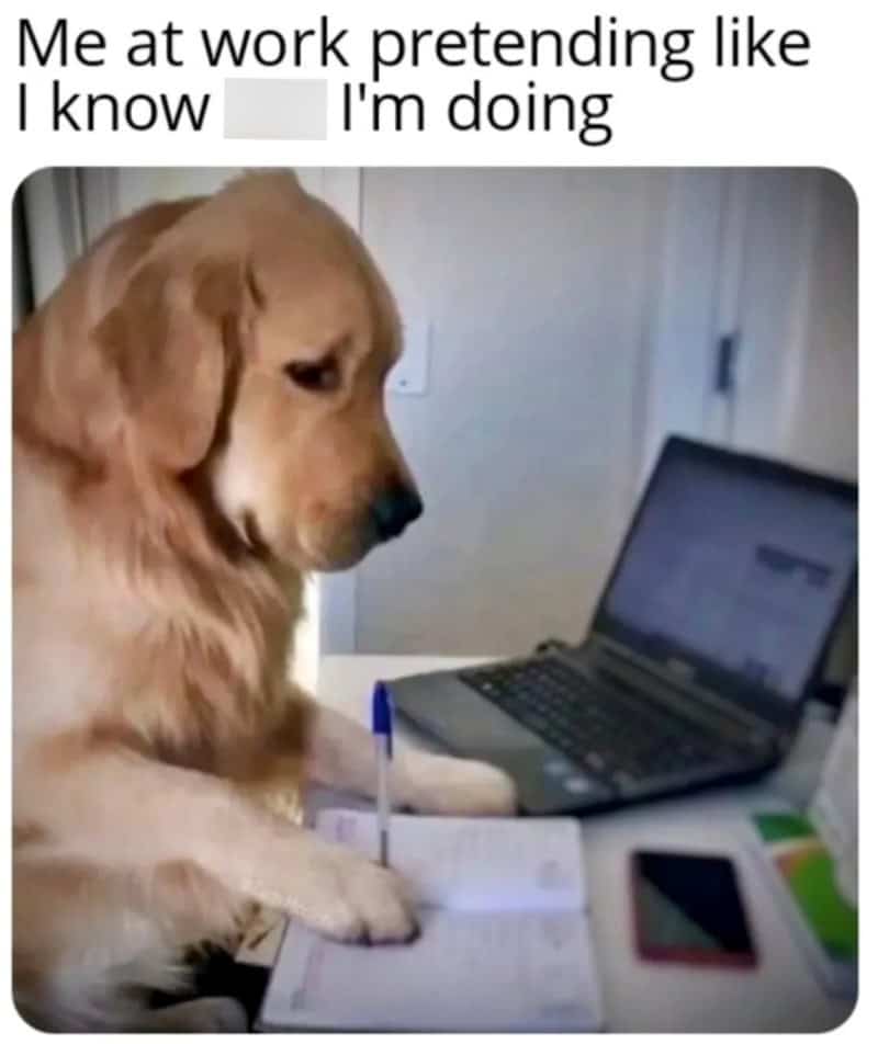 Dog pretending to work with a laptop and notebook, looking serious.