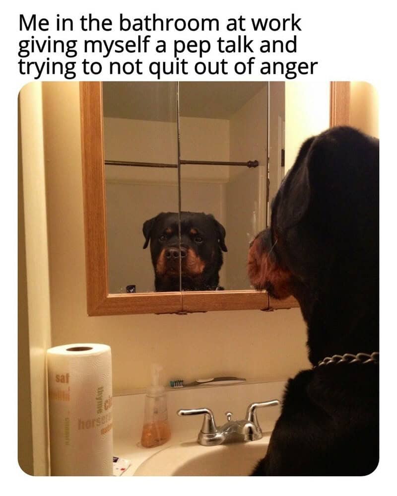 Looking at the mirror with a Rottweiler in the bathroom, trying to stay calm.