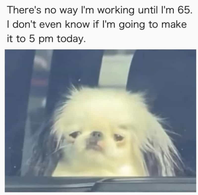 A dog with a grumpy expression looking through a car window.