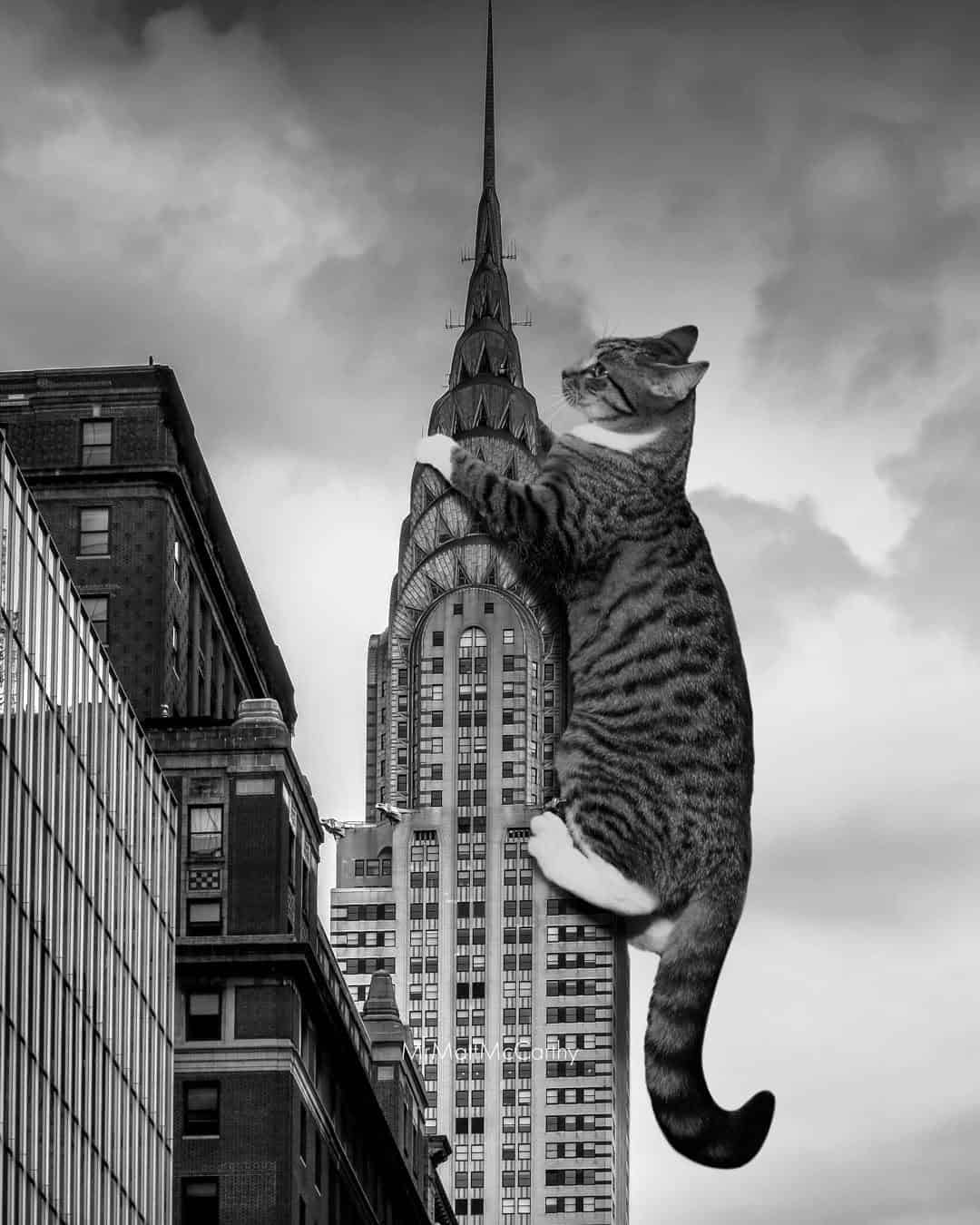 Cat climbing the Empire State Building in black and white.