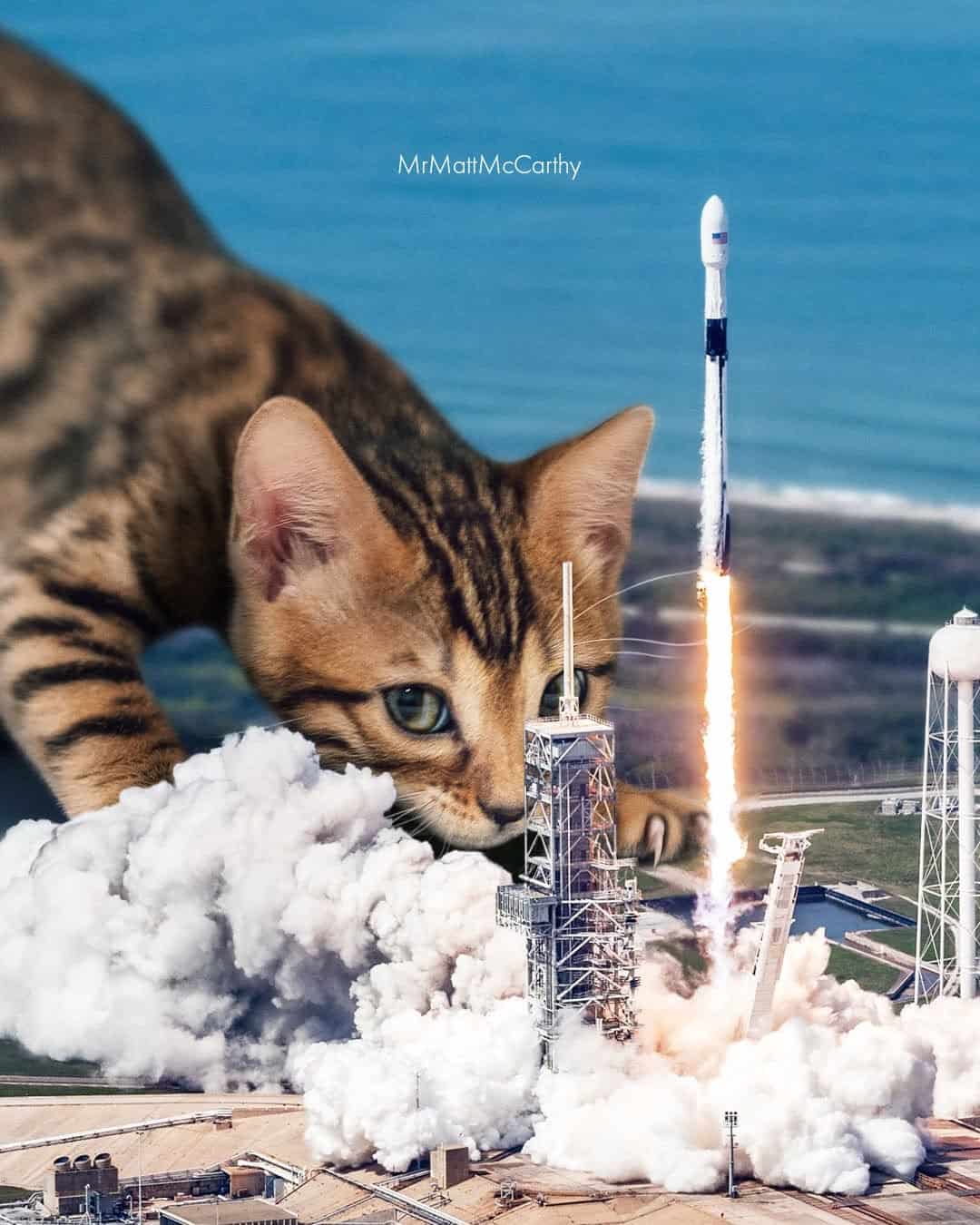 Cat watching rocket launch with ocean in background.