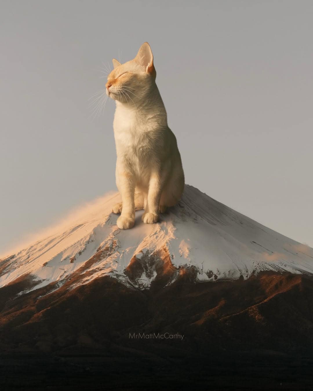 Cat sitting on top of a snow-capped mountain peak at sunset.