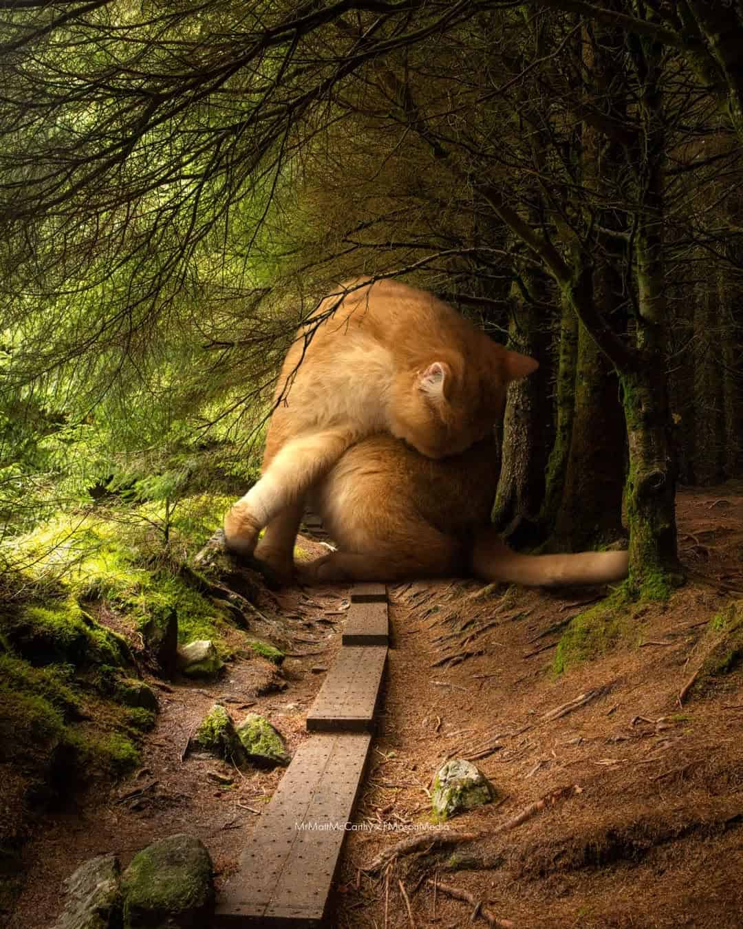 Cat sitting on a wooden path in a forest, grooming itself.